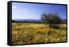 Distant Mountains 3-Alan Hausenflock-Framed Stretched Canvas