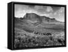 Distant of Cowboys Rounding Up Cattle with Mountains in the Background Big Bend National Park-Alfred Eisenstaedt-Framed Stretched Canvas