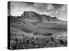 Distant of Cowboys Rounding Up Cattle with Mountains in the Background Big Bend National Park-Alfred Eisenstaedt-Stretched Canvas
