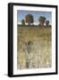 Distant Trees II-Tim O'toole-Framed Art Print