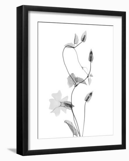 Disticta-Albert Koetsier-Framed Art Print