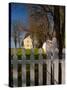 Distinctive Fence of Shaker Village of Pleasant Hill, Kentucky, USA-Adam Jones-Stretched Canvas