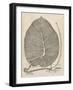 Distinctive Leaves II-Vision Studio-Framed Art Print