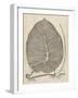 Distinctive Leaves II-Vision Studio-Framed Art Print