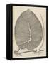 Distinctive Leaves II-Vision Studio-Framed Stretched Canvas