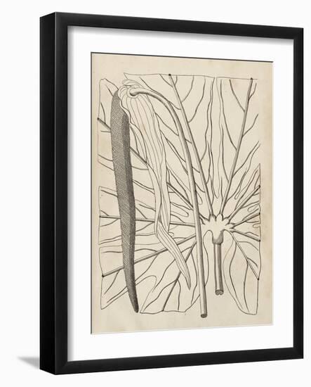 Distinctive Leaves IV-Vision Studio-Framed Art Print