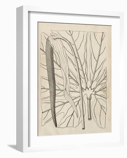 Distinctive Leaves IV-Vision Studio-Framed Art Print