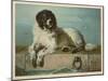 Distinguished Member of the Humane Society-null-Mounted Art Print
