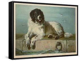 Distinguished Member of the Humane Society-null-Framed Stretched Canvas