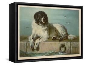 Distinguished Member of the Humane Society-null-Framed Stretched Canvas