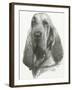 Distinguished-Barbara Keith-Framed Giclee Print