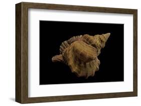 Distorsio Kurzi-Paul Starosta-Framed Photographic Print