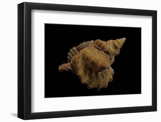 Distorsio Kurzi-Paul Starosta-Framed Photographic Print