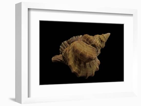 Distorsio Kurzi-Paul Starosta-Framed Photographic Print