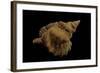 Distorsio Kurzi-Paul Starosta-Framed Photographic Print