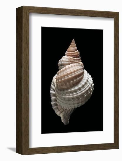 Distorso Perdistorta-Paul Starosta-Framed Photographic Print