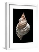 Distorso Perdistorta-Paul Starosta-Framed Photographic Print