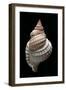 Distorso Perdistorta-Paul Starosta-Framed Photographic Print