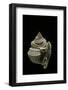 Distosio Decipiens-Paul Starosta-Framed Photographic Print