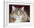 Chelsea White