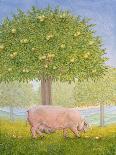 Left Hand Orchard Pig-Ditz-Giclee Print