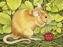 The Raspberry-Mouse-Ditz-Stretched Canvas