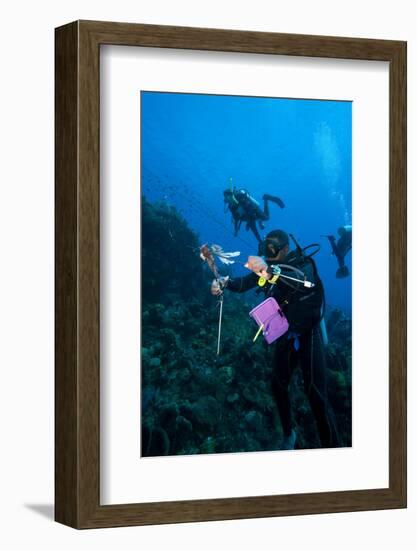 Dive Guide Culling Pacific Lionfish Which Have Infested the Caribbean-Lisa Collins-Framed Photographic Print