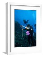 Dive Guide Culling Pacific Lionfish Which Have Infested the Caribbean-Lisa Collins-Framed Photographic Print