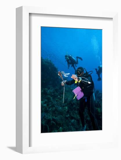 Dive Guide Culling Pacific Lionfish Which Have Infested the Caribbean-Lisa Collins-Framed Photographic Print