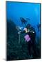 Dive Guide Culling Pacific Lionfish Which Have Infested the Caribbean-Lisa Collins-Mounted Photographic Print