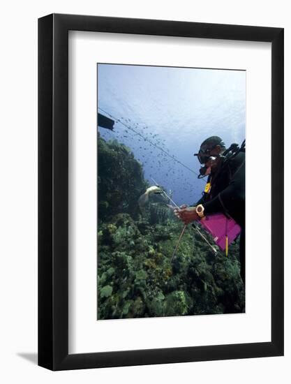 Dive Guide Culling Pacific Lionfish Which Have Infested the Caribbean-Lisa Collins-Framed Photographic Print