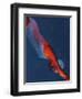 Diver 2-Graham Dean-Framed Premium Giclee Print