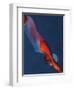 Diver 2-Graham Dean-Framed Premium Giclee Print