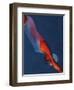 Diver 2-Graham Dean-Framed Giclee Print