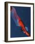 Diver 2-Graham Dean-Framed Giclee Print