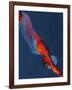 Diver 2-Graham Dean-Framed Giclee Print