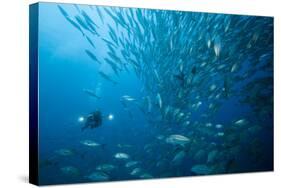 Diver and Dream Gross Suction Horse Mackerels, Caranx Sexfasciatus, Ambon, the Moluccas, Indonesia-Reinhard Dirscherl-Stretched Canvas