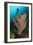 Diver and Elephant Ear Sponge, Raja Ampat, West Papua, Indonesia-null-Framed Photographic Print