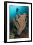 Diver and Elephant Ear Sponge, Raja Ampat, West Papua, Indonesia-null-Framed Photographic Print