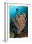 Diver and Elephant Ear Sponge, Raja Ampat, West Papua, Indonesia-null-Framed Photographic Print