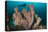 Diver and Elephant Ear Sponge, Raja Ampat, West Papua, Indonesia-null-Stretched Canvas