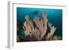 Diver and Elephant Ear Sponge, Raja Ampat, West Papua, Indonesia-null-Framed Photographic Print