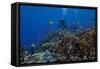 Diver and Schooling Anthias Fish and Healthy Corals of Beqa Lagoon, Fiji-Stocktrek Images-Framed Stretched Canvas