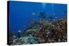 Diver and Schooling Anthias Fish and Healthy Corals of Beqa Lagoon, Fiji-Stocktrek Images-Stretched Canvas