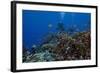 Diver and Schooling Anthias Fish and Healthy Corals of Beqa Lagoon, Fiji-Stocktrek Images-Framed Photographic Print