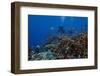 Diver and Schooling Anthias Fish and Healthy Corals of Beqa Lagoon, Fiji-Stocktrek Images-Framed Photographic Print