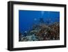 Diver and Schooling Anthias Fish and Healthy Corals of Beqa Lagoon, Fiji-Stocktrek Images-Framed Photographic Print