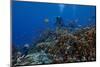 Diver and Schooling Anthias Fish and Healthy Corals of Beqa Lagoon, Fiji-Stocktrek Images-Mounted Photographic Print