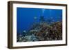 Diver and Schooling Anthias Fish and Healthy Corals of Beqa Lagoon, Fiji-Stocktrek Images-Framed Photographic Print