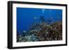 Diver and Schooling Anthias Fish and Healthy Corals of Beqa Lagoon, Fiji-Stocktrek Images-Framed Photographic Print